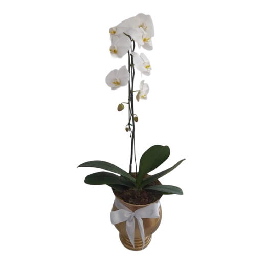 Arranjo com orquidea phalanoplis cascata branca no vaso de vidro dourado