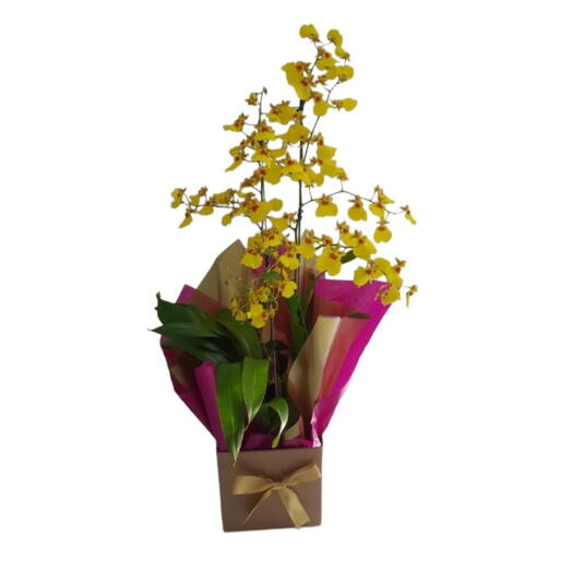 Orquidea chuva de ouro decorado para presente