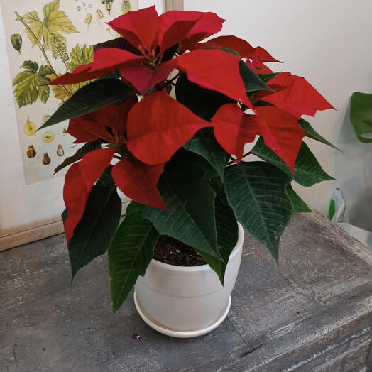 Poinsetia de planta de casa em cerâmica