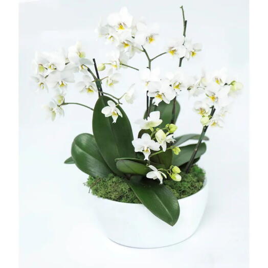 Bacia Orquidea Phale Branca em Vaso Branco