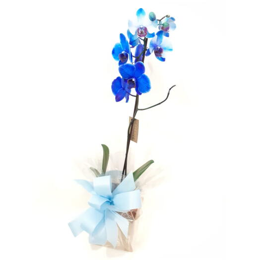 Orquidea Phalaenopsis Azul