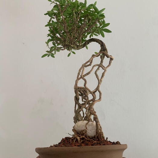 Pre bonsai serissa raiz alta