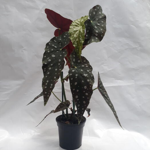Begonia Maculata P15