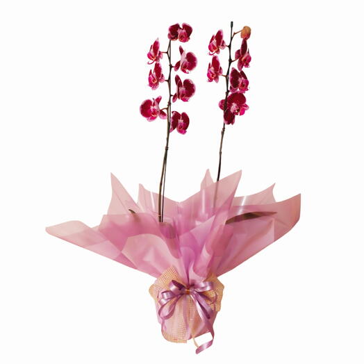 Orquidea phalaenopsis fucsia