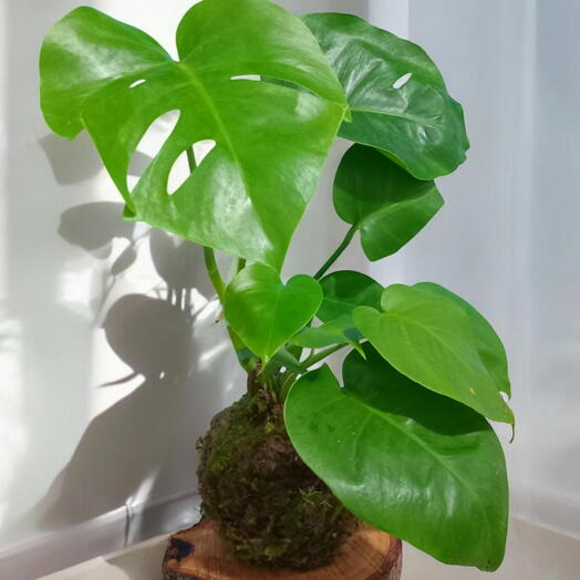 Kokedama de Costela de Adão