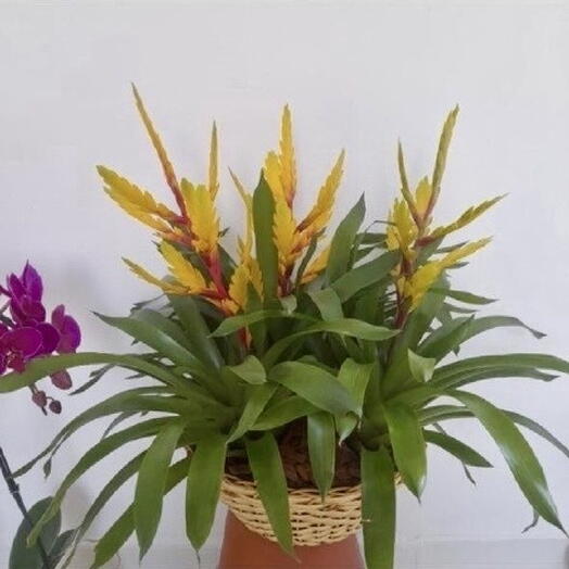 Arranjo de bromelias amarelas