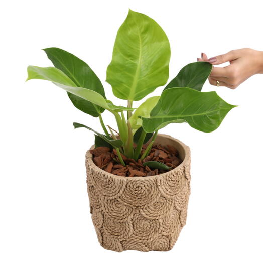 Planta Philodendron no cachepot Rococo Caramelo M