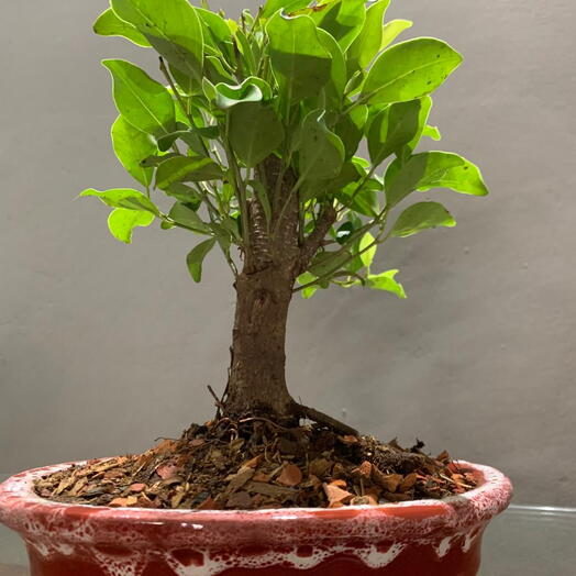 Bonsai Ficus M