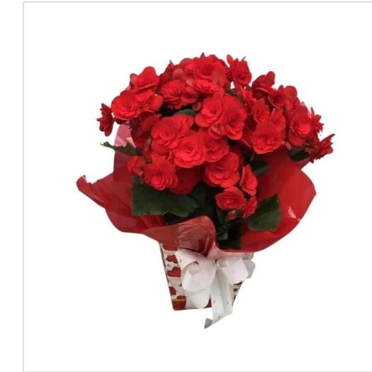 Begonias Vermelhas Cachepot