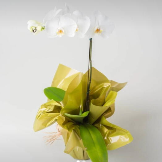 Orquidea phalaenopsis branca