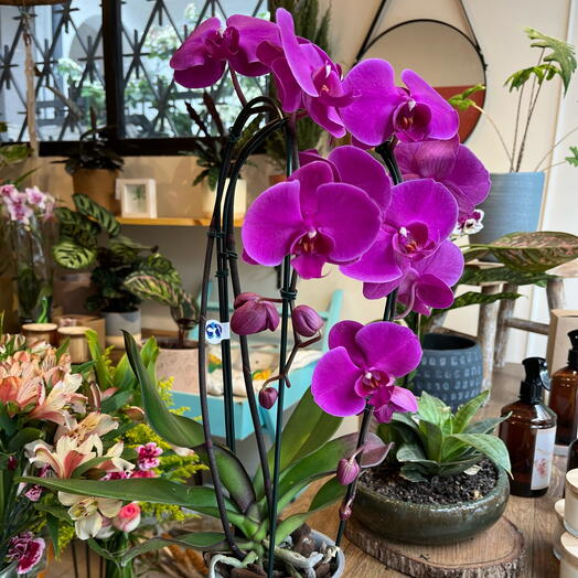 Orquidea Phalaenopsis Roxa para Presente