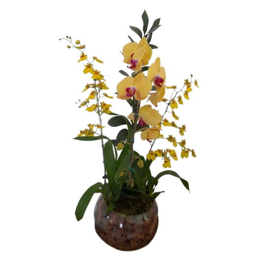 Arranjo de orquideas