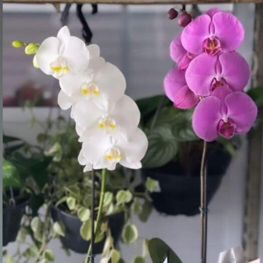 Orquideas embaladas para presente