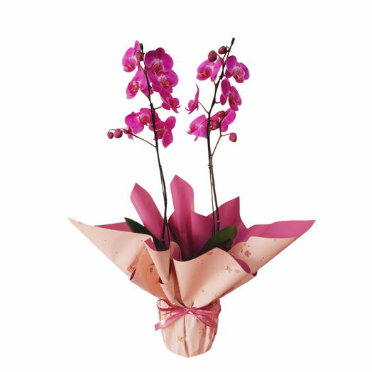 Orquidea phalaenopsis pink 2 hastes