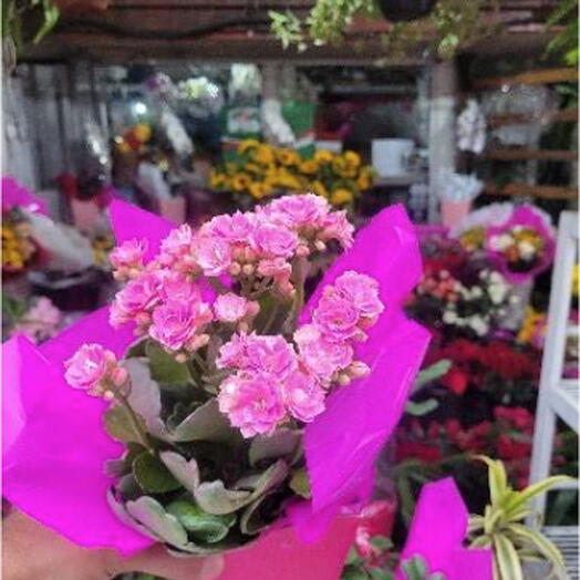 Kalanchoe cor rosa