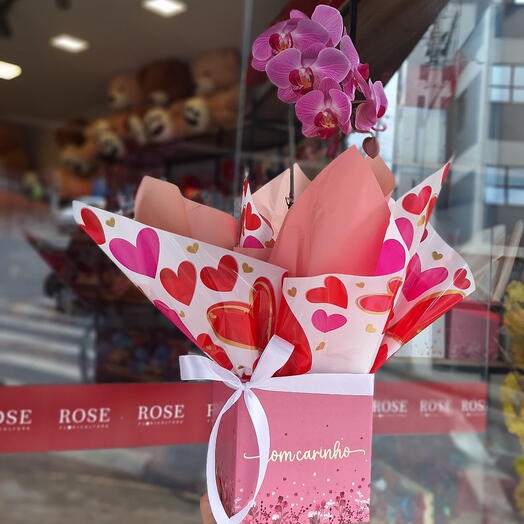 Orquidea Phalaenopsis Roxa