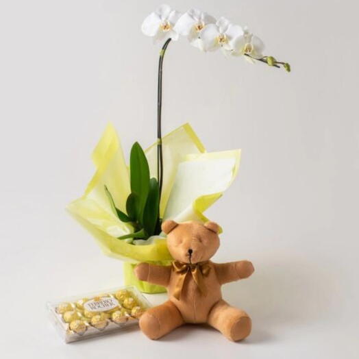 Orquidea kit presente