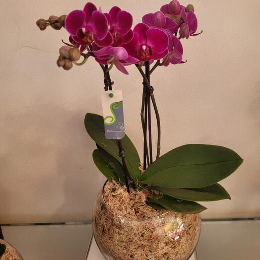 Mini orquidea Pink