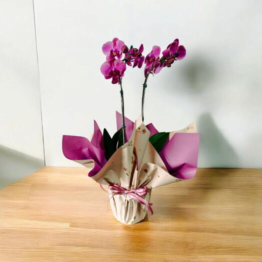 Orquidea phalaenopsis pink Premium