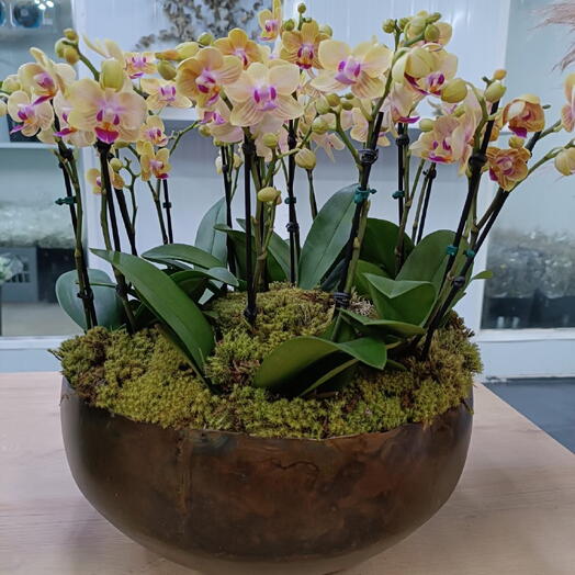 Arranjo de Mini Orquideas com Vaso e Acabamento com Musgos