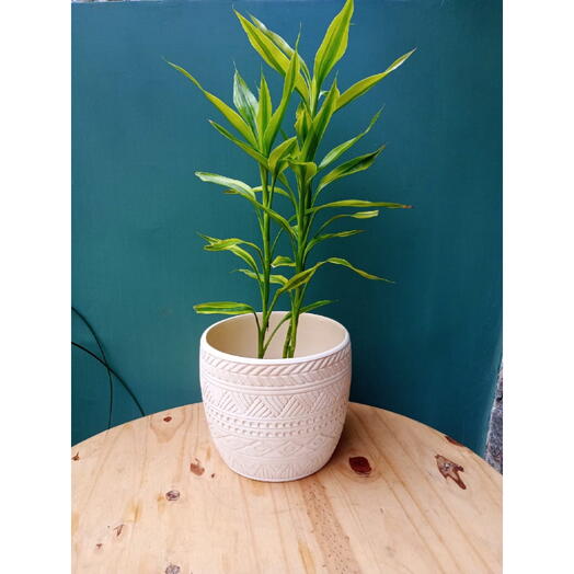 Bambu da Sorte com Vaso peça Unica