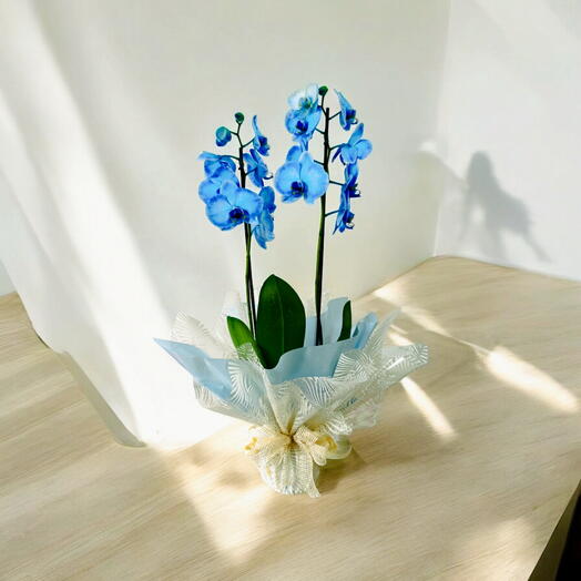 Orquidea phalaenopsis premium azul