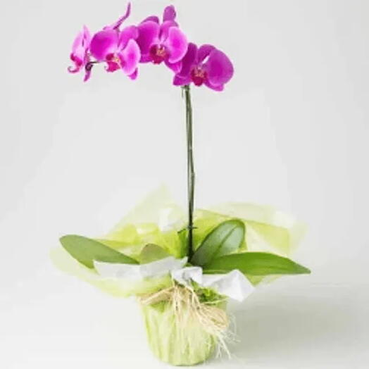 Orquidea phalaenopsis 1 aste