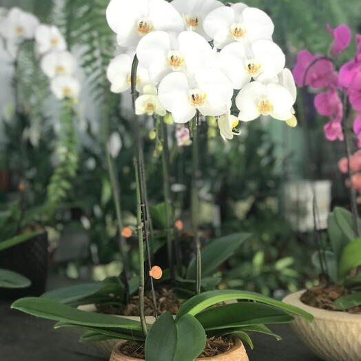 Orquidea Branca Grande em Cascata