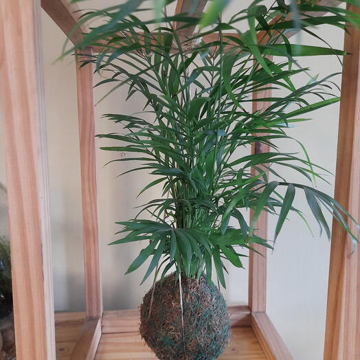 Planta de interior kokedama de palmeirinha