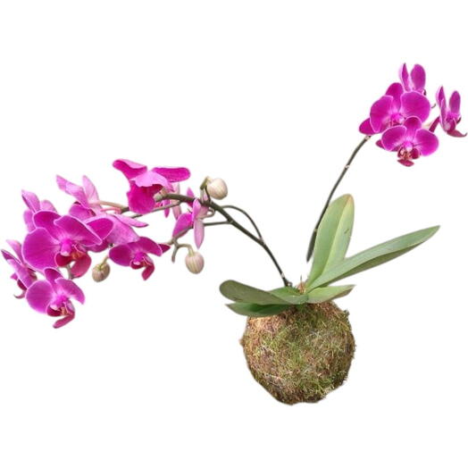 Kokedama Orquidea Pink - (Para Pendurar)