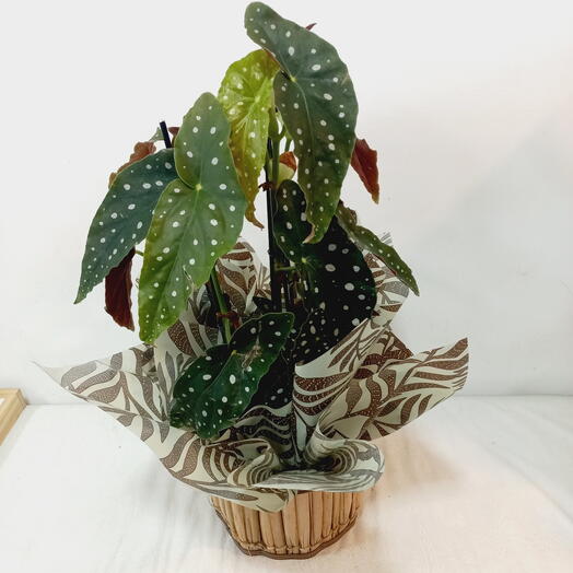 BEGONIA MACULATA em cachepo