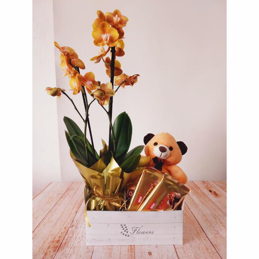 Orquidea midi/urso e chocolate