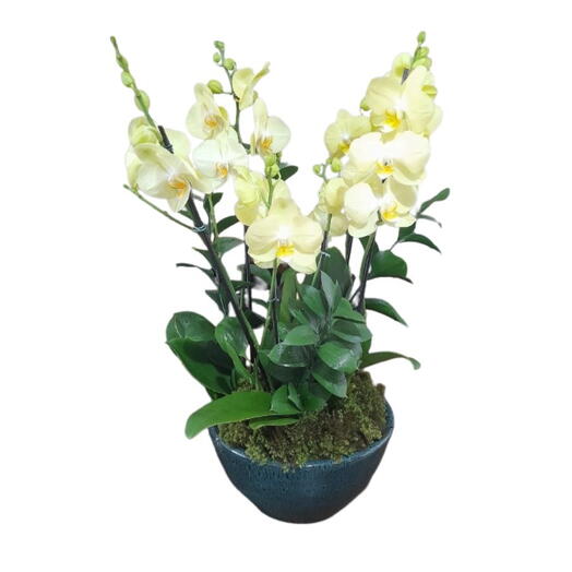 Arranjo no vaso de cerâmica com 3 orquideas phalanoplis