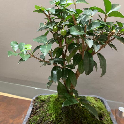 Pre bonsai acerola