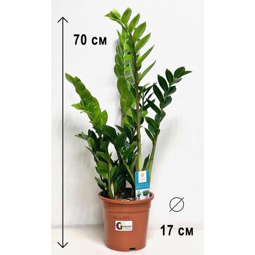 Zamioculcas, altura 60-70cm