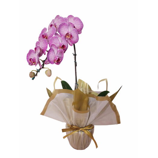 Orquidea phalaenopsis cascata especial