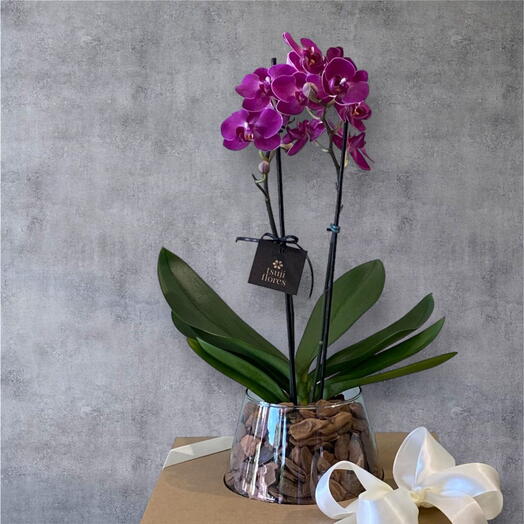 phalaenopsis mid 2 hastes cachepot de vidro