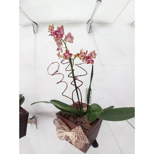 Mini orquidea com 2 hastes