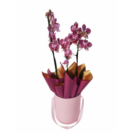 Mini orquidea box luxo