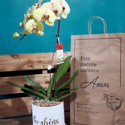 Orquidea Haste Unica na Caixa