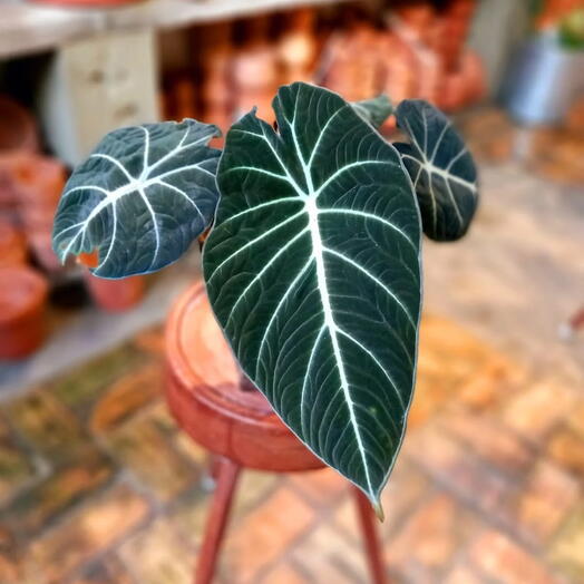 Alocasia Black Velvet