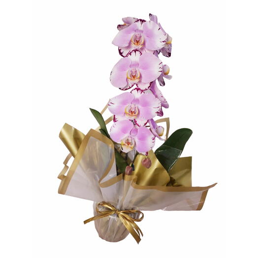 Orquidea phalaenopsis cascata premium