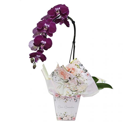 Orquidea Lilas Com Carinho