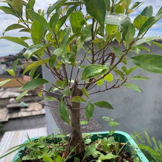 Pre bonsai de ficus