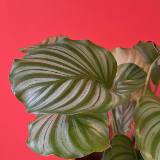 Calathea Orbifolia