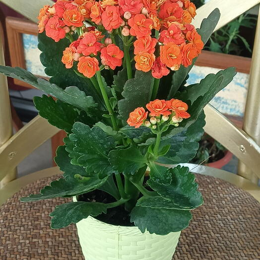 Flor da Fortuna Laranja