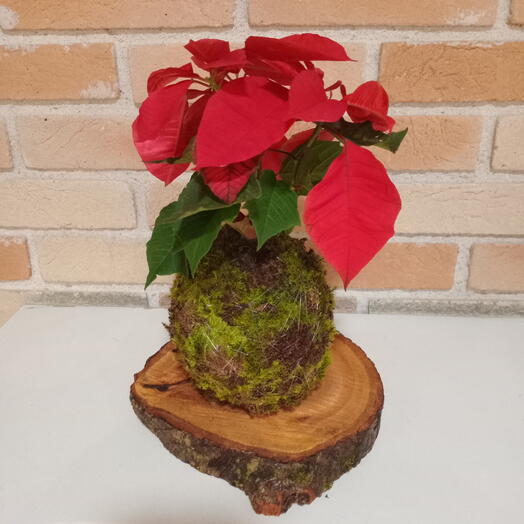 Kokedama de Flor de Natal