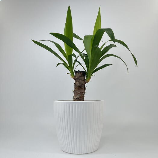 Yucca 1 diâmetro de tronco de 17,5 cm em um pote de plastico Evie White Matte Indoor Plant Decor Interior