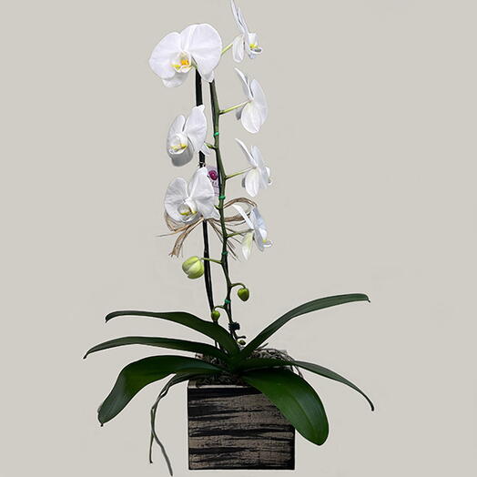 Orquidea Phalaenopsis de 1 Haste Branca no Cachepo de Madeira