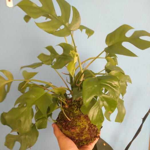 Kokedama de mini costela de Adão